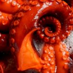 Photo Octopus, Flapjack